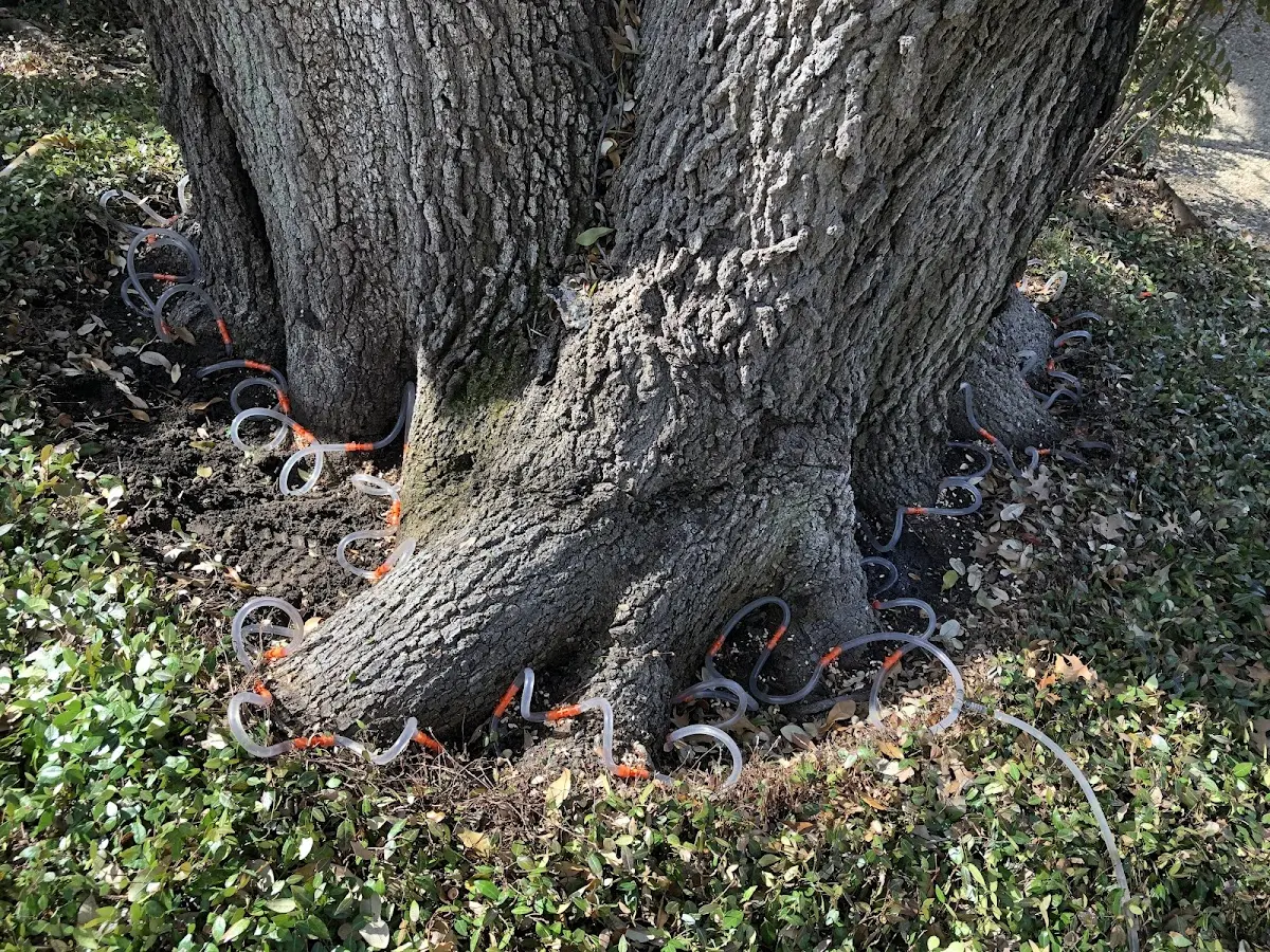 Detailed Tree Cabling and Bracing job site in Westlake Village
